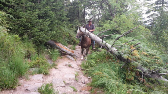 Andreas Degen unterwegs mit seinem Pferd Blitz